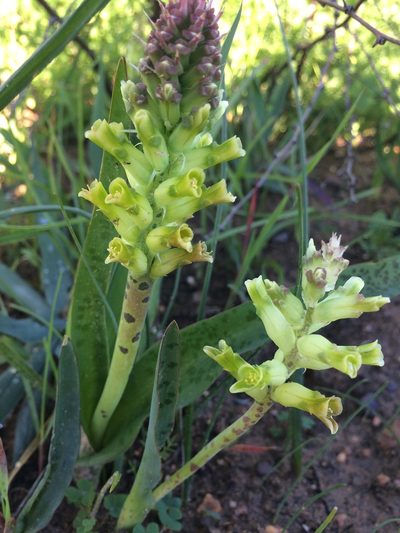 Lachenalia longibracteata, photographed by Janine Steytler