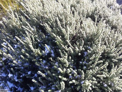 Cliffortia eriocephalina, photographed by Chris Vynbos