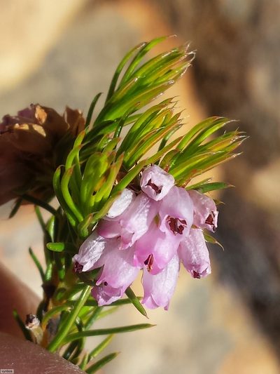 Erica subulata, photographed by Chris Vynbos