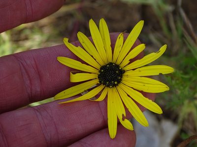 Ursinia chrysanthemoides, photographed by Shaun Swanepoel