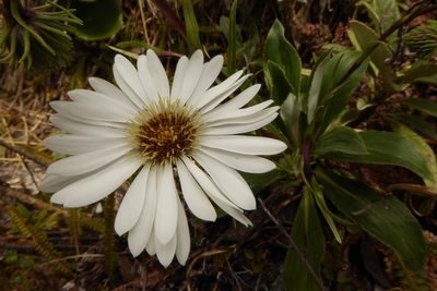 Celmisia holosericea, photographed by Cara-Lisa Schloots