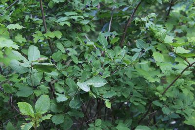 Lonicera caucasica, photographed by Dmitriy Bochkov