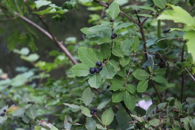 Lonicera caucasica, photographed by Dmitriy Bochkov