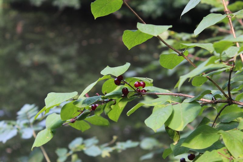 Lonicera steveniana, photographed by Dmitriy Bochkov