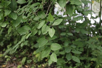 Lonicera caucasica, photographed by Dmitriy Bochkov