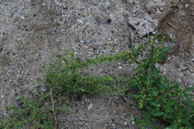Dysphania botrys, photographed by Dmitriy Bochkov