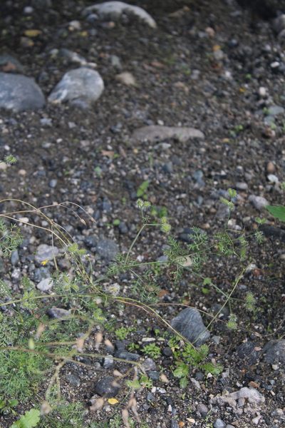 Caucalis platycarpos, photographed by Dmitriy Bochkov