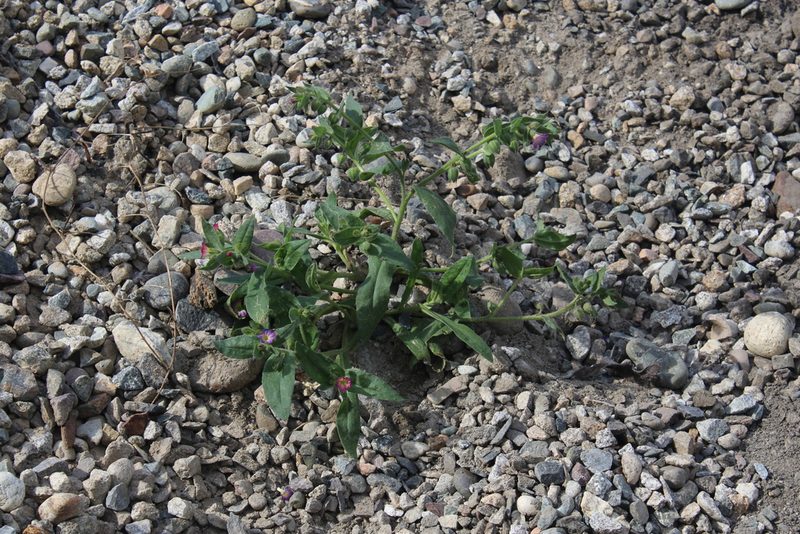 Nonea versicolor, photographed by Dmitriy Bochkov