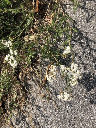 Achillea collina, photographed by Al Kordesch