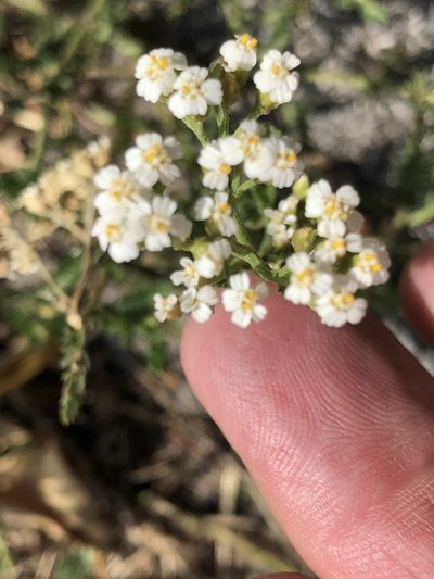 Achillea collina, photographed by Al Kordesch