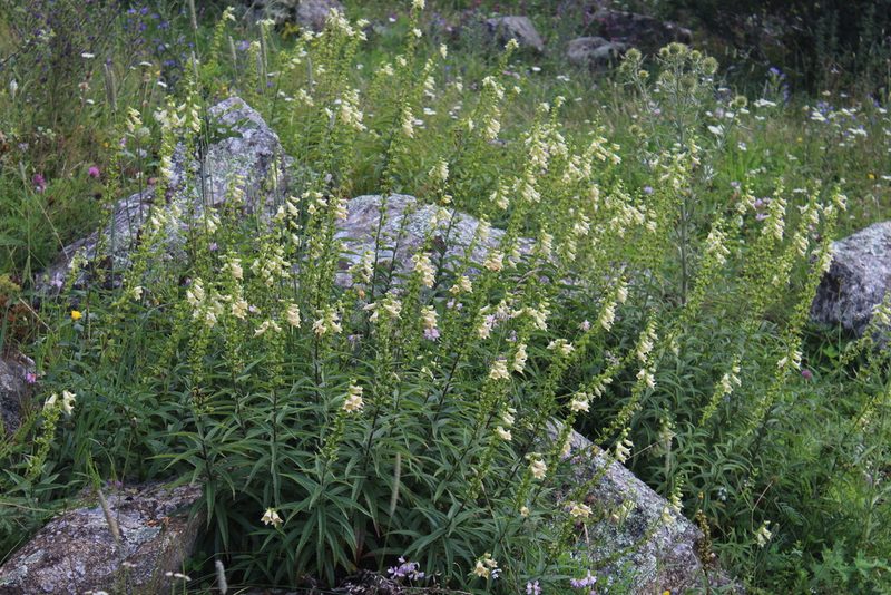 Digitalis ciliata, photographed by Dmitriy Bochkov