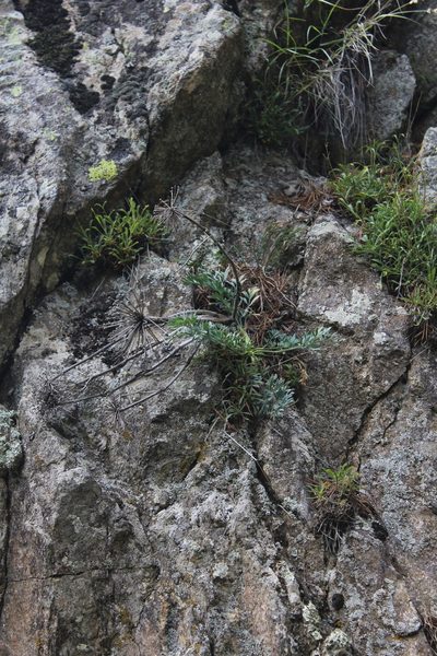 Seseli petraeum, photographed by Dmitriy Bochkov