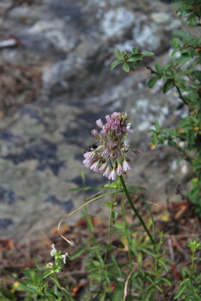 Allium kunthianum, photographed by Dmitriy Bochkov