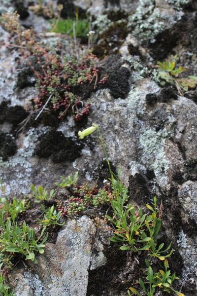 Silene kubanensis, photographed by Dmitriy Bochkov