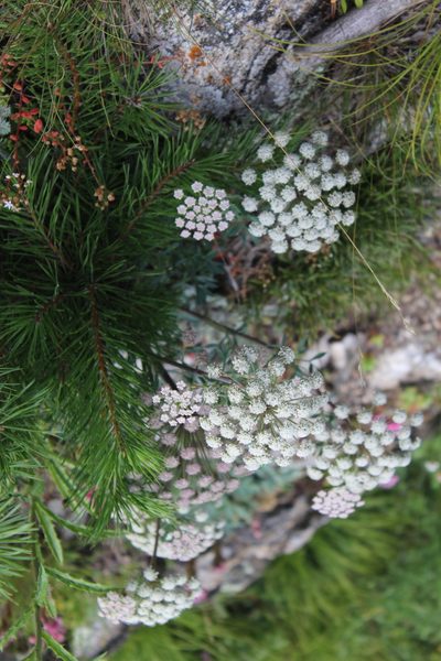Seseli petraeum, photographed by Dmitriy Bochkov