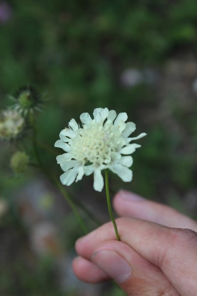 Scabiosa bipinnata, photographed by Dmitriy Bochkov