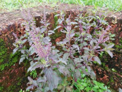 Ocimum tenuiflorum, photographed by Manoj Karingamadathil