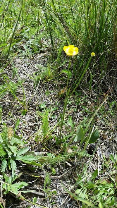 Ranunculus cardiophyllus, photographed by Craig Martin