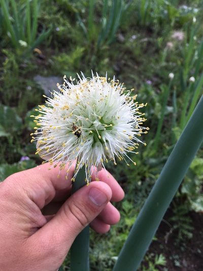Allium altaicum, photographed by Rose Zappa