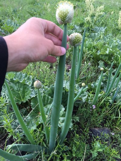 Allium altaicum, photographed by Rose Zappa