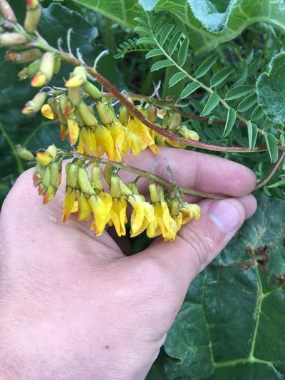 Astragalus mongholicus, photographed by Rose Zappa