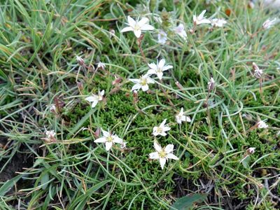 Minuartia recurva, photographed by Wolfgang Jauch
