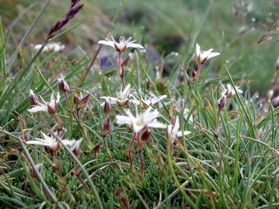 Minuartia recurva, photographed by Wolfgang Jauch