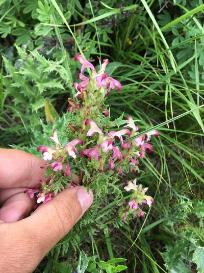Pedicularis myriophylla, photographed by Rose Zappa