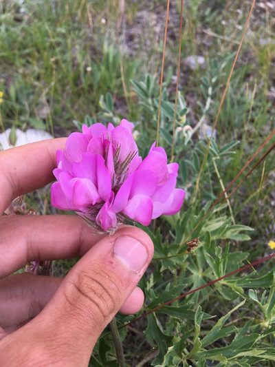 Hedysarum setigerum, photographed by Rose Zappa