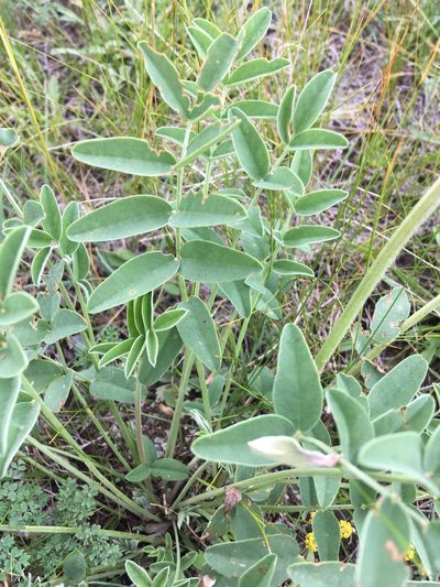 Hedysarum setigerum, photographed by Rose Zappa