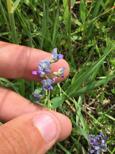 Oxytropis glabra, photographed by Rose Zappa