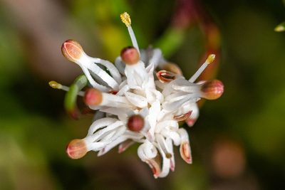 Serruria flagellifolia, photographed by magriet b