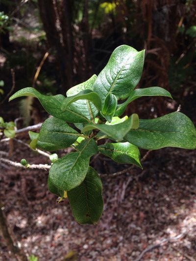 Coprosma ochracea, photographed by Jake Gross
