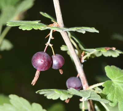Ribes inerme, photographed by Don Loarie
