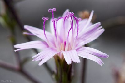 Stephanomeria lactucina, photographed by Ken-ichi Ueda