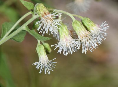 Brickelliastrum fendleri, photographed by Don Loarie