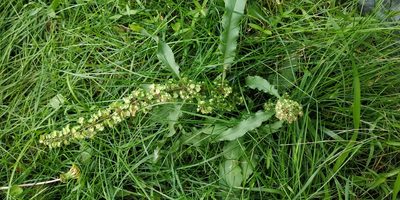 Rumex stenophyllus, photographed by Yurii Basov