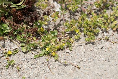 Potentilla biennis, photographed by Jesse Rorabaugh