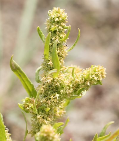 Rumex maritimus, photographed by Jesse Rorabaugh