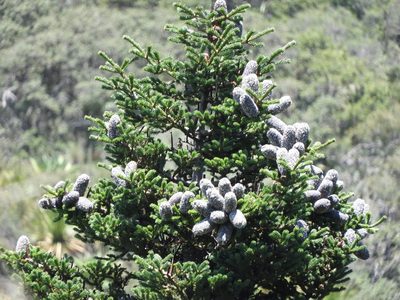 Abies vejarii, photographed by Leticia Jiménez Hernández
