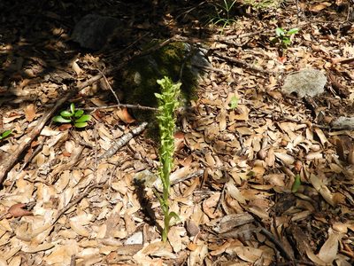 Platanthera brevifolia, photographed by Leticia Jiménez Hernández