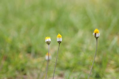 Tridax rosea, photographed by Manoj Karingamadathil