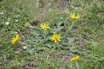 Dugesia mexicana, photographed by Manoj Karingamadathil