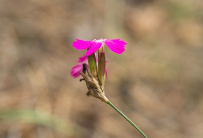 Dianthus borbasii, photographed by Вячеслав Юсупов