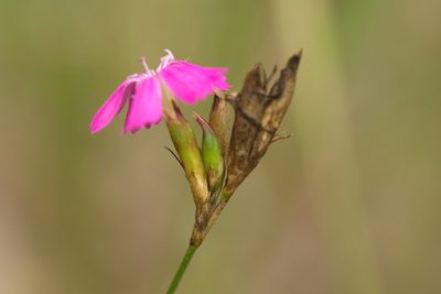 Dianthus borbasii, photographed by Вячеслав Юсупов