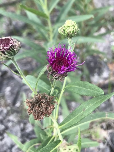 Vernonia arkansana, photographed by Miranda Kohout