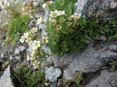 Saxifraga exarata, photographed by Wolfgang Jauch