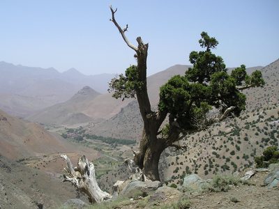 Juniperus thurifera, photographed by Pavel Kacl