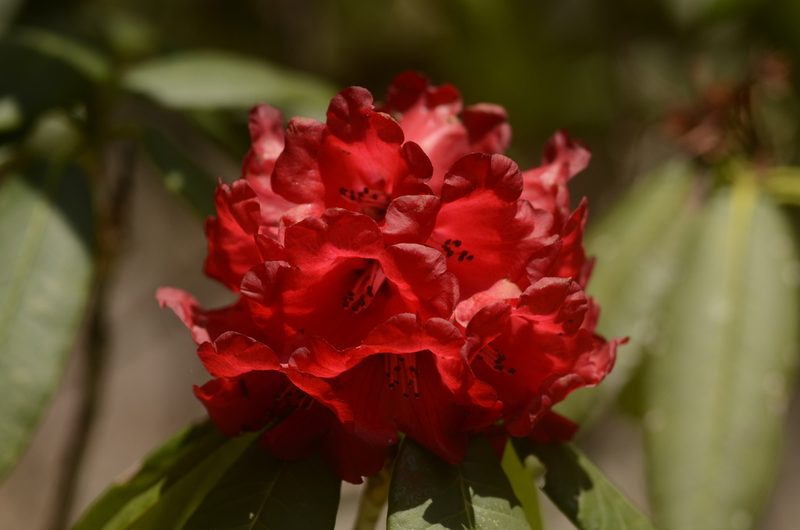 Rhododendron barbatum, photographed by P Jeganathan