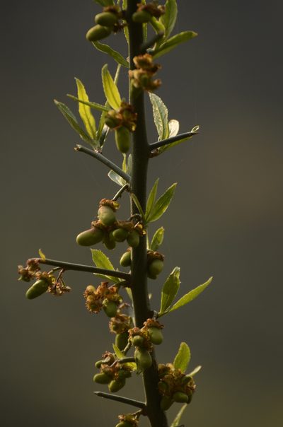 Prinsepia utilis, photographed by P Jeganathan